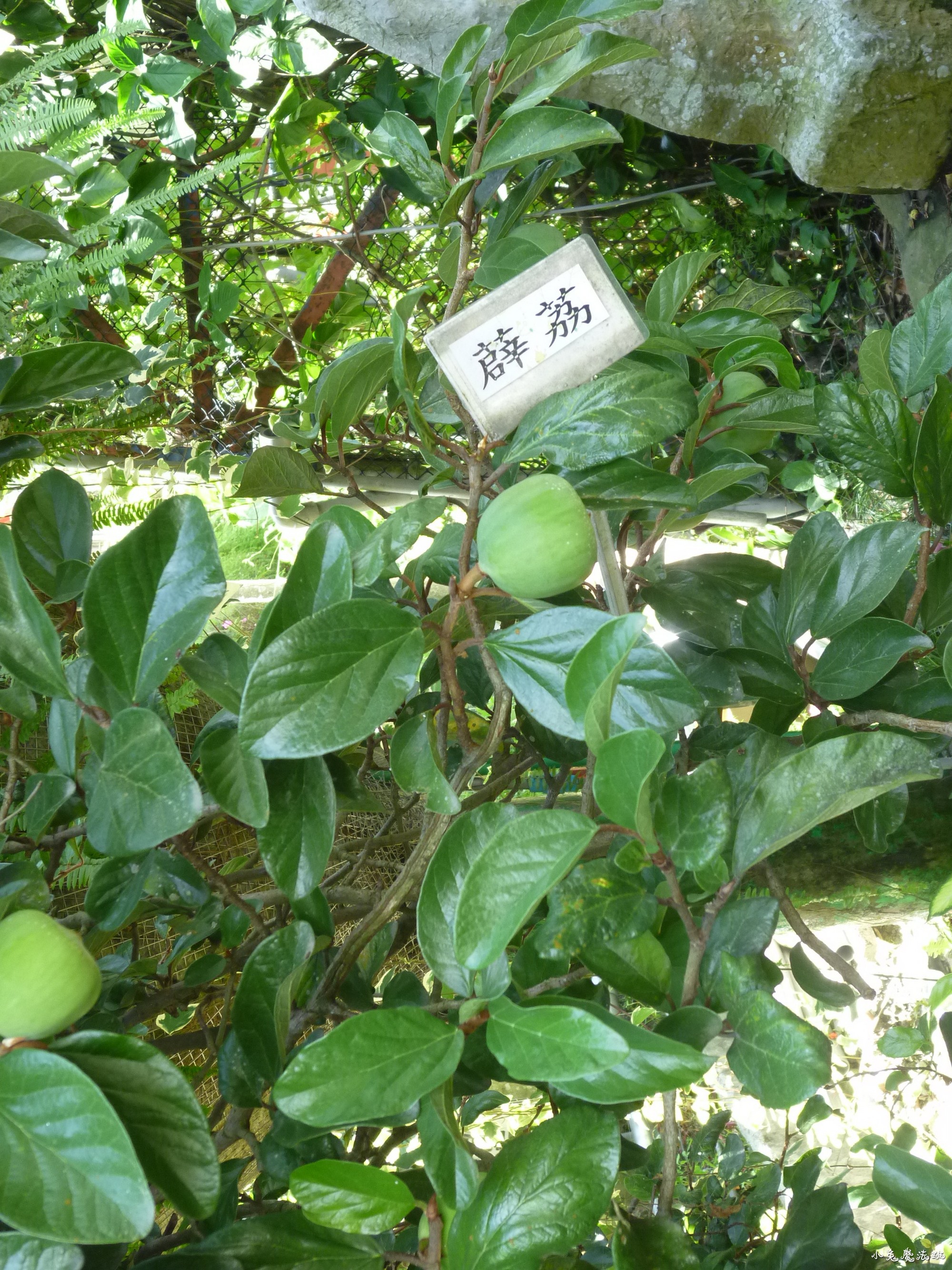 P1110952