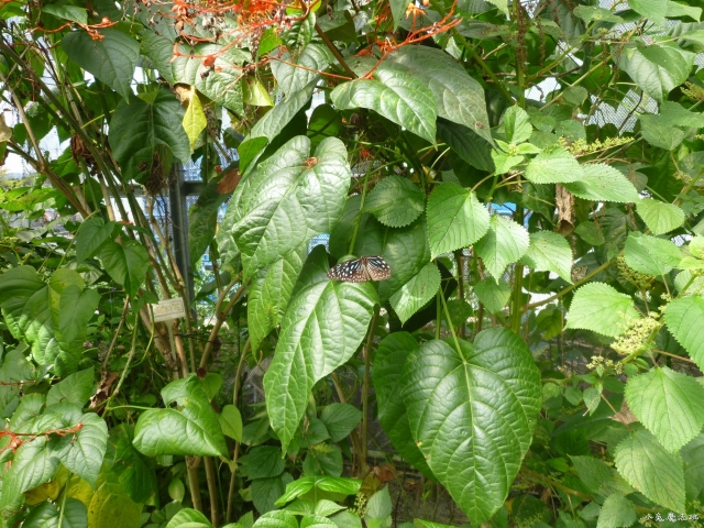 P1110988