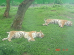 DSC02909
